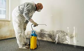 Best Mold Removal for HVAC Installations in USA